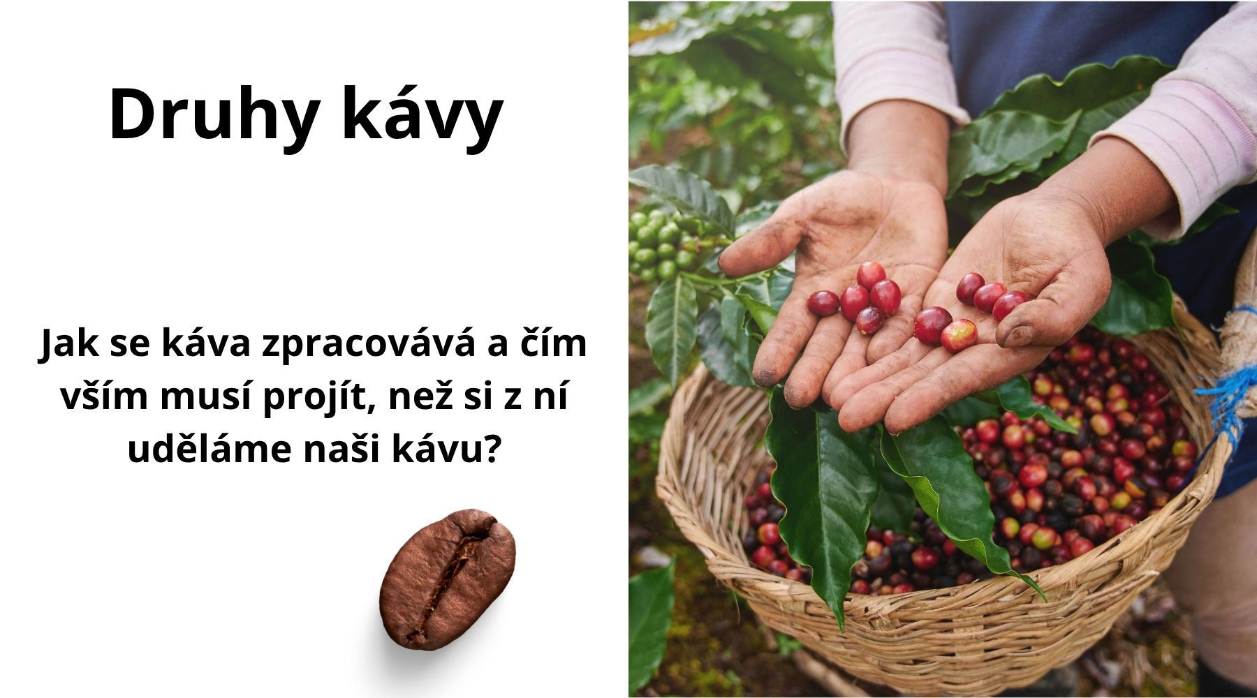 Druhy kávy a jak se zpracovávají — průvodce od zrnka po šálek