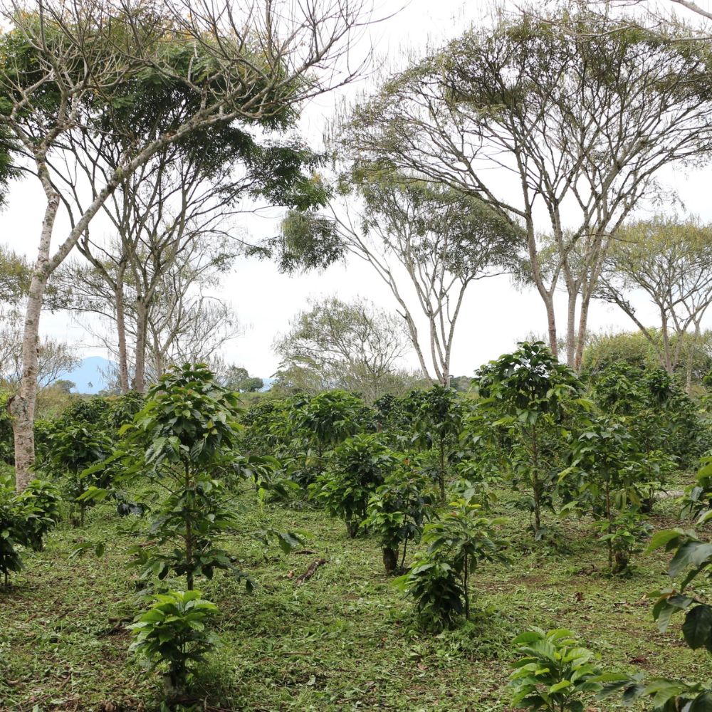 Původ kávy Kolumbie – tmavě pražená arabika z regionu Tolima, farma Caldas Viejo