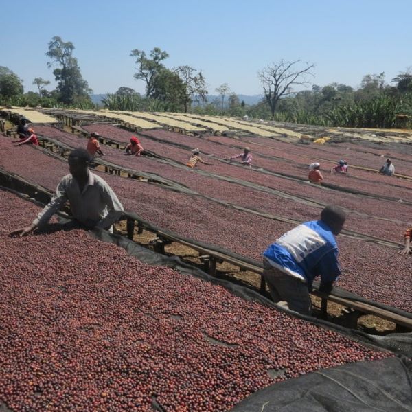 Původ zrn kávy Etiopie Sidamo – 100% Arabica z jižní Etiopie, washed proces, Grade 2