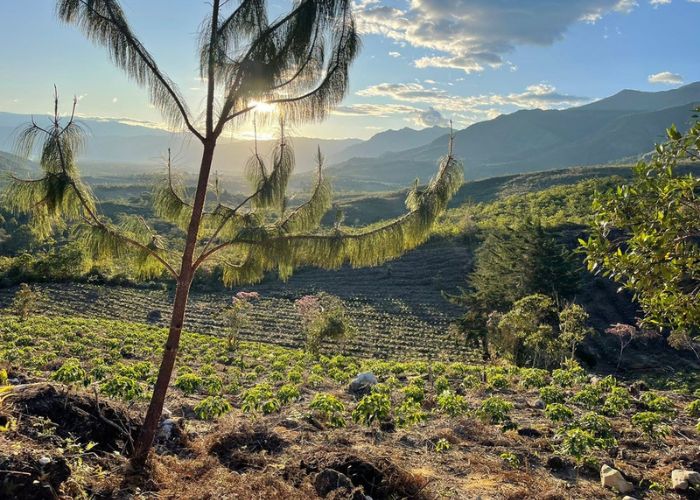 Farma Finca Timbuyacu – západ slunce nad kávovými plantážemi v Peru