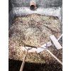 Keňa Wamuguma Peaberry - středně pražená káva 100 % Arabica