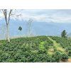 Venezuela – tmavě pražená káva 100 % Arabica, Merida
