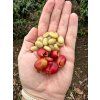Venezuela – tmavě pražená káva 100 % Arabica, Merida
