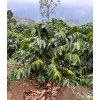 Venezuela – tmavě pražená káva 100 % Arabica, Merida