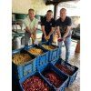 Venezuela – tmavě pražená káva 100 % Arabica, Merida