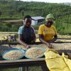 Rwanda Gitesi sušení kávy na afrických postelí