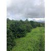 Papua New Guinea – středně pražená káva 100 % Arabica